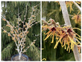 Hamamelis x Aurora #5