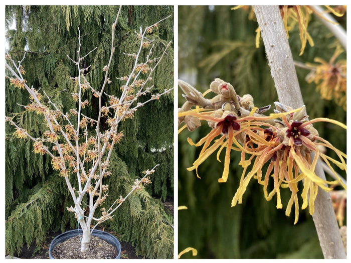 Hamamelis x Aurora #5