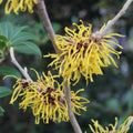 Hamamelis x Barmstedt Gold #5