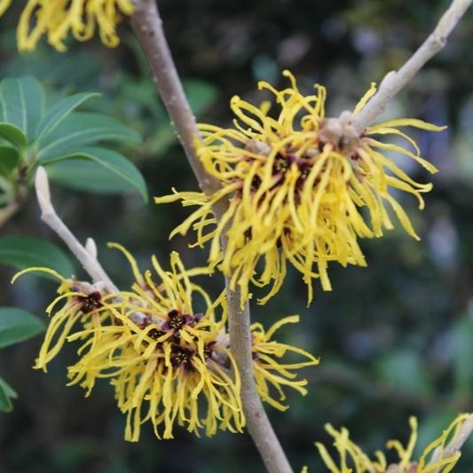 Hamamelis x Barmstedt Gold #5