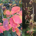 Hamamelis x Girard's Orange #7