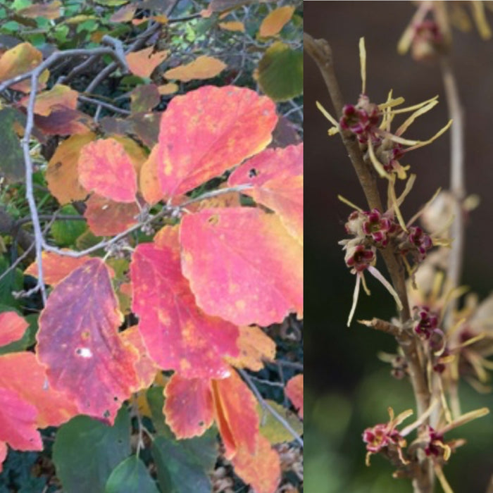 Hamamelis x Girard's Orange #7