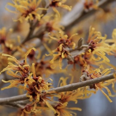 Hamamelis x Orange Encore #7