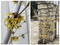 Hamamelis x Primivera #5