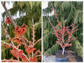 Hamamelis x Rubin #5