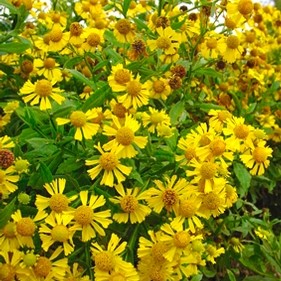 Helenium autumnale #1