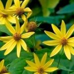 Helianthus decapetalus #1