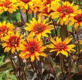 Heliopsis Burning Hearts #1
