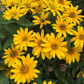 Heliopsis Tuscan Gold PW#1