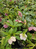 Helleborus Brandywine #1
