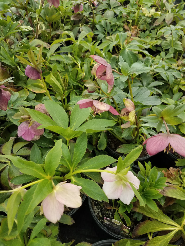 Helleborus Brandywine #1