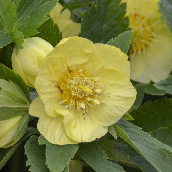 Helleborus California Dreaming #1
