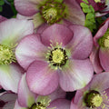 Helleborus Paris in Pink #1