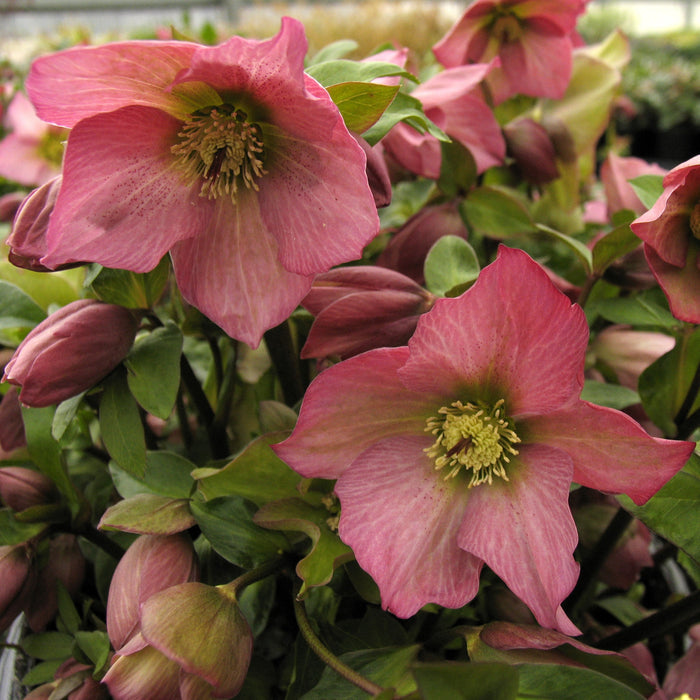 Helleborus Rosemary #1