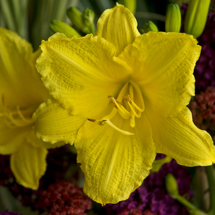 Hemerocallis Happy Returns #1