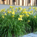 Hemerocallis Hyperion #1