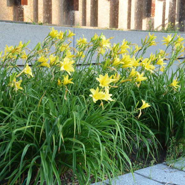 Hemerocallis Hyperion #1