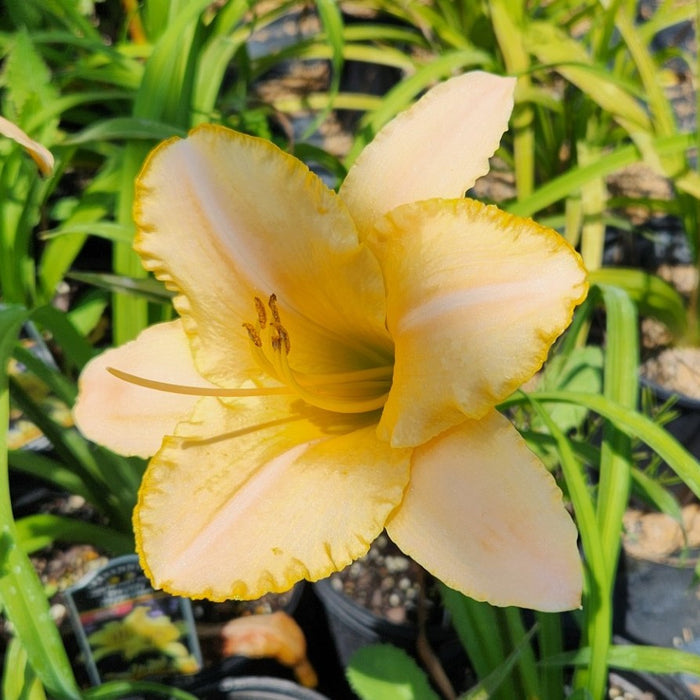 Hemerocallis Jimmy's Butterscotch #1