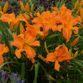 Hemerocallis Primal Scream #1