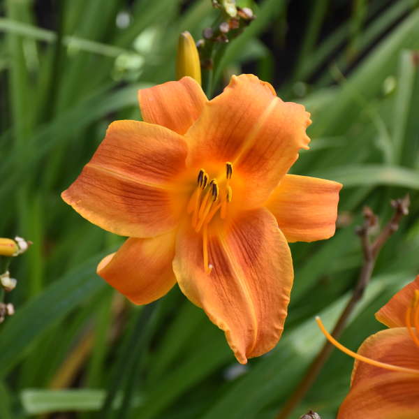Hemerocallis Rocket City #1