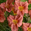 Hemerocallis Rosy Returns #1