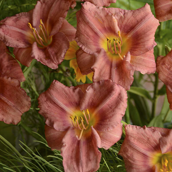 Hemerocallis Rosy Returns #1