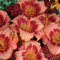 Hemerocallis Strawberry Candy #1