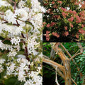 Heptacodium mic Tianshan #2