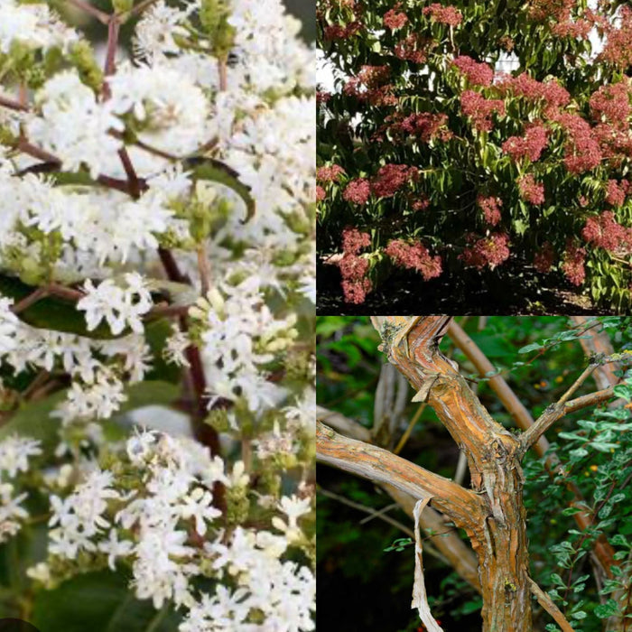 Heptacodium mic Tianshan #2