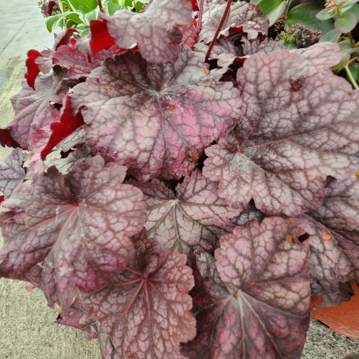 Heuchera Berry Smoothie #1