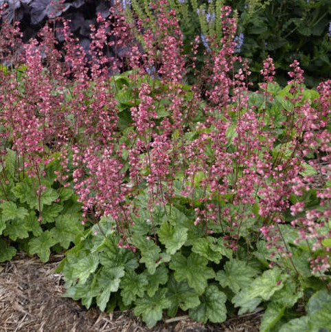 Heuchera Berry Timeless #1