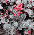 Heuchera Black Forest Cake #1