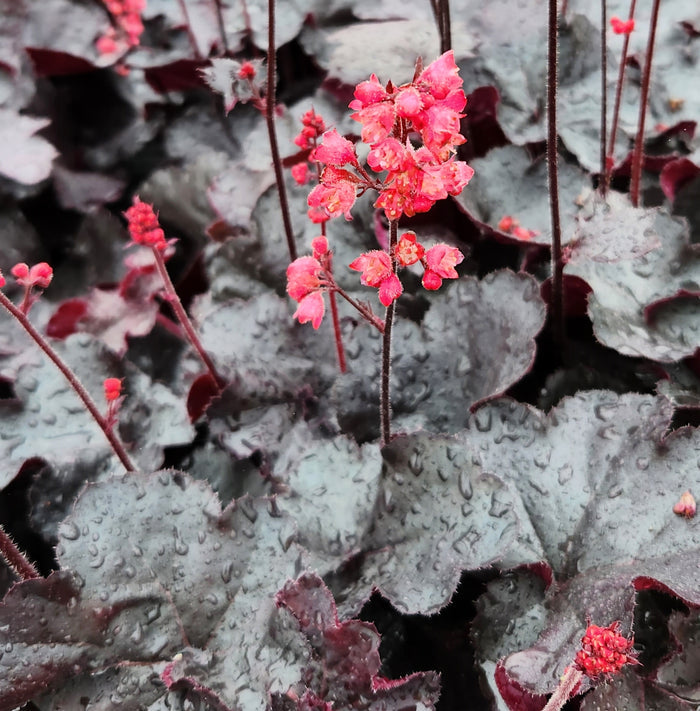 Heuchera Black Forest Cake #1
