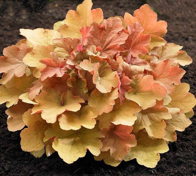 Heuchera Caramel #1