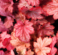 Heuchera Georgia Peach #1