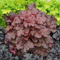 Heuchera Mahogany Monster PW#1