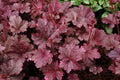 Heuchera Midnight Rose #1