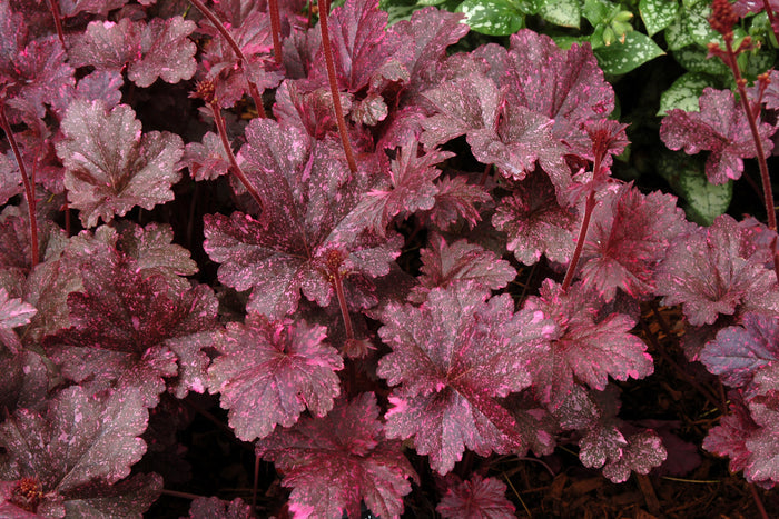 Heuchera Midnight Rose #1