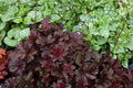 Heuchera Obsidian #1