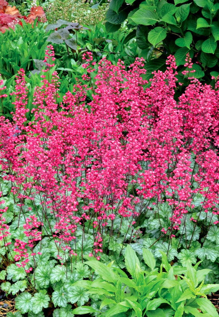 Heuchera Paris #1