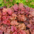 Heuchera Peachberry Ice PW#1