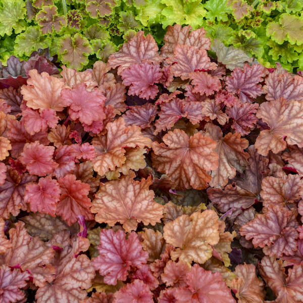 Heuchera Peachberry Ice PW#1