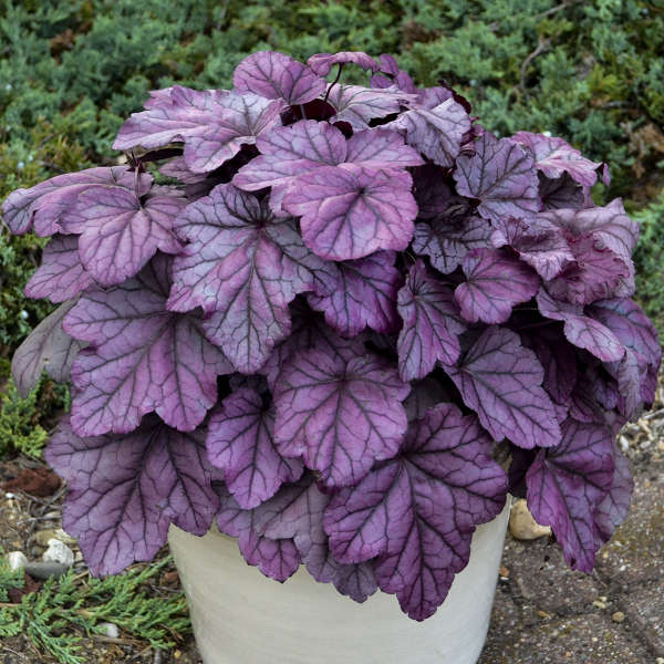Heuchera Pink Panther #1