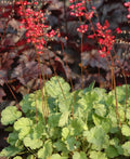 Heuchera sanguinea Firefly #1