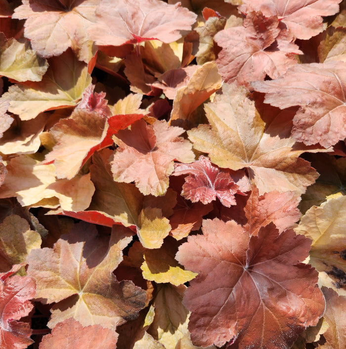 Heuchera Southern Comfort #1