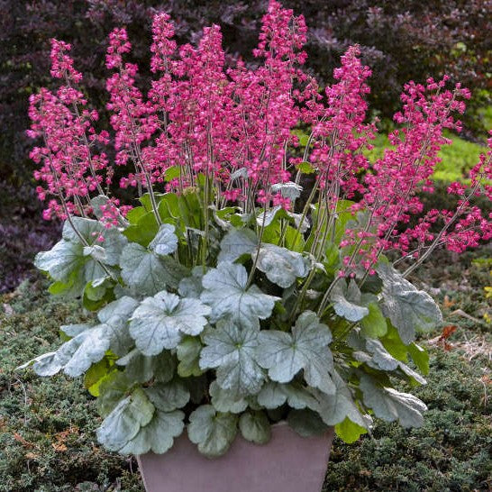 Heuchera Spearmint PW#1