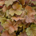 Heuchera Toffee Tart PW#1
