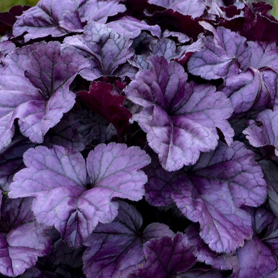 Heuchera Wildberry PW#1