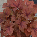 Heucherella Pumpkin Spice #1