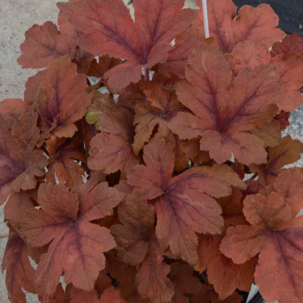 Heucherella Pumpkin Spice #1
